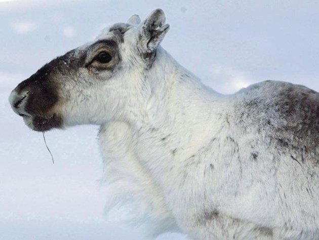 More talk than action on increasing caribou protection: federal report bit.ly/2EKkA4n https://t.co/XQG5oRNpvs