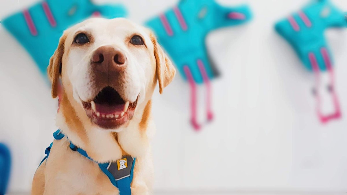 We've had a little break from tweeting but now back with a vengeance! We've missed our Canine Business Friends #WomeninBusiness #Yorkshire #caninehydrotherapy #dogs #dogfriendly