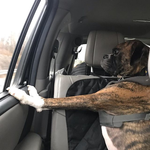 BuffaloveBoxers's tweet photo. Trying so hard not be awkward. Don’t think it’s working...#awkward #roadtrip  #boxersofinstagram #boxer #boxers #puppiesofinstagram #boxergram #dogsofinstagram #boxerdog #brindle #fawn #puppy #puppylove #dogsofbuffalo #buffalo #buffalove #wigglebutt #brothers #puppybrothers https://t.co/hg3a5moWnC