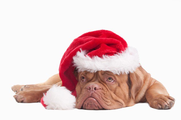 Ottawa Humane Society shares 12 safety tips of Christmas dlvr.it/Qv9XlG https://t.co/6MQGhzWWAe