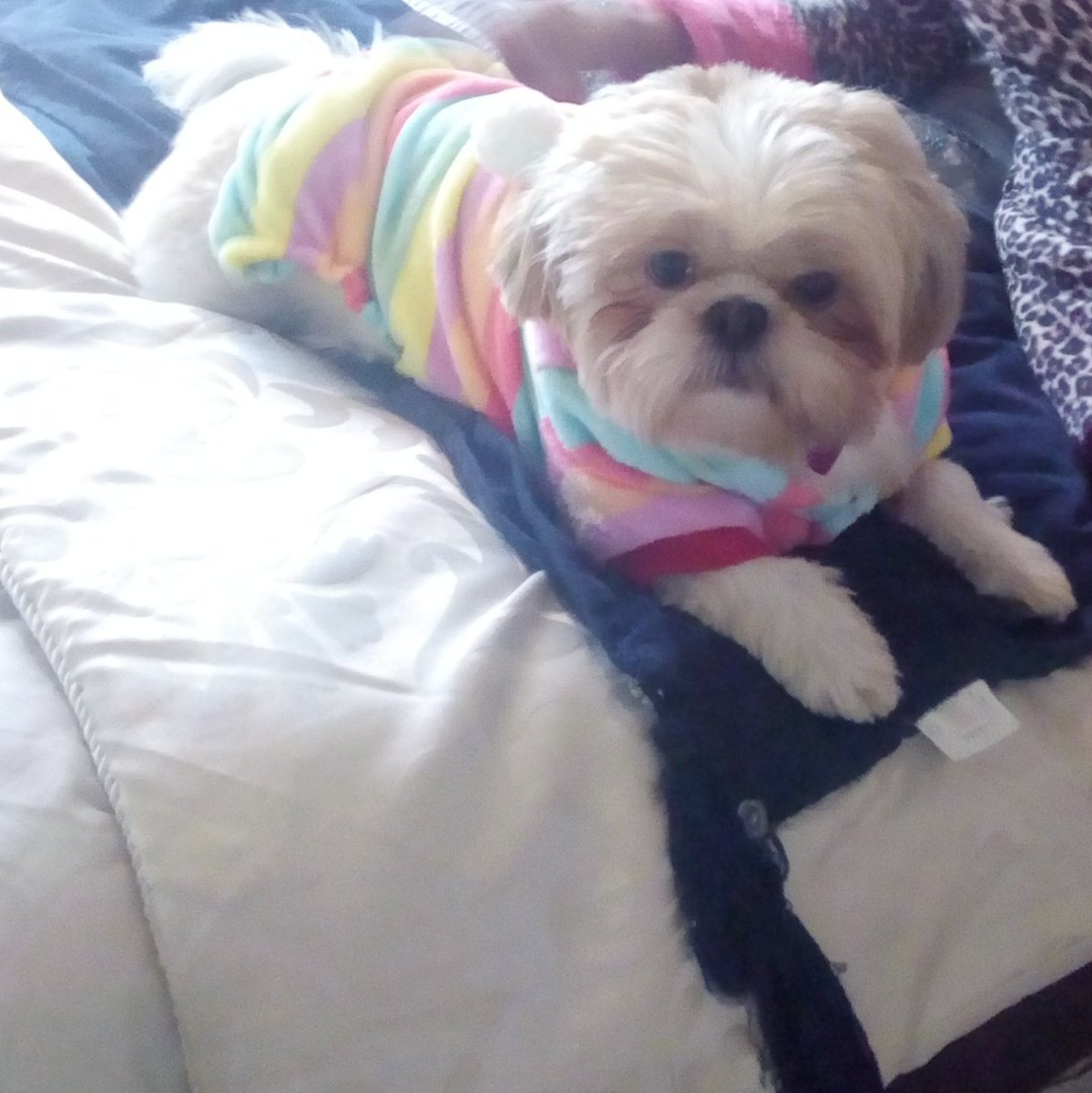 natalievaness15's tweet photo. Mum phoned, shez on her way back home to me where she belongs 🙌 #WoopItUp #TallulahsWorld 🌍 https://t.co/DWAOqxSwYC