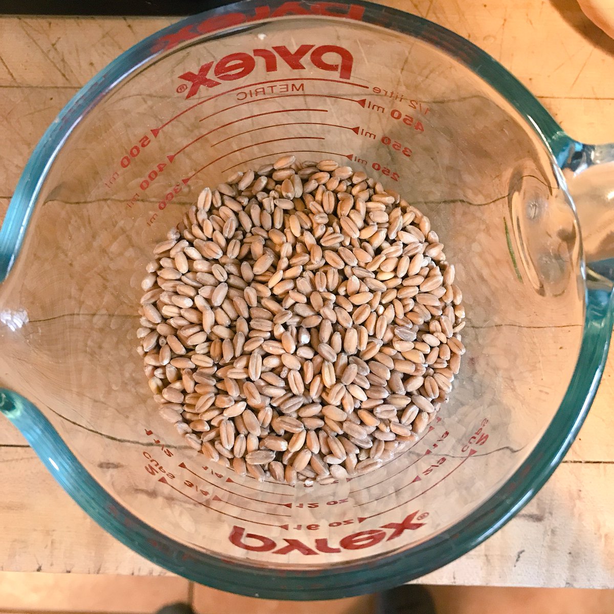 tgstewards's tweet photo. We are cooking with farro his afternoon! What’s your favorite grain? https://t.co/N72NP8f1om