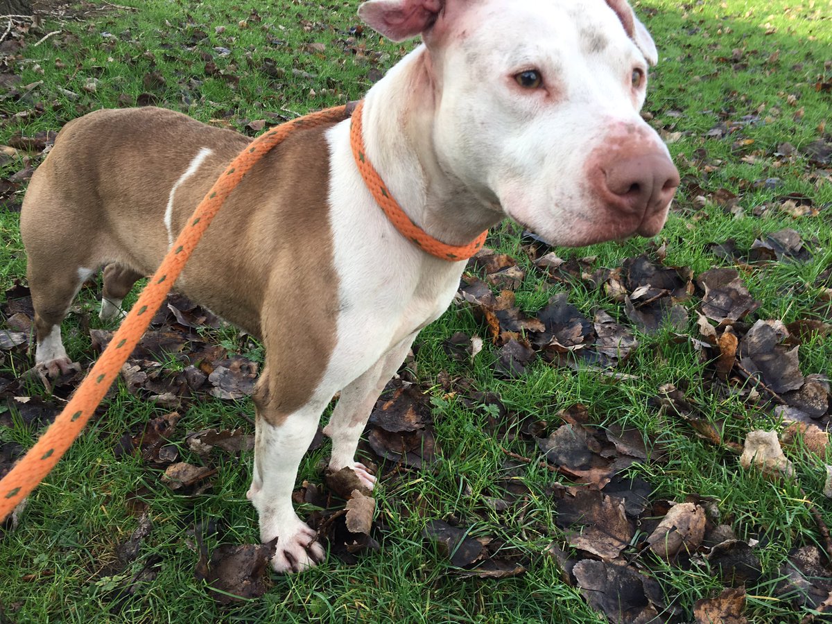 Victoria Hockley tweet media