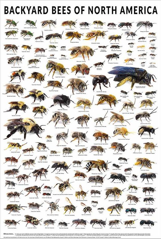keep #pollinators &amp;  #bees in mind when planting a garden. Grow #nativeplants for them! bit.ly/2QHzbDS

#habitat #wildlife #gardening