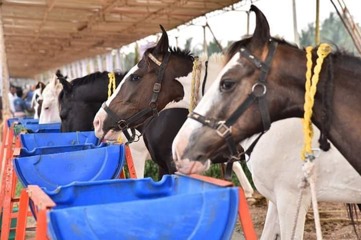 hindumunnaniorg's tweet photo. அஸ்வமேத யாகத்திற்கு வருகைதந்த குதிரைகள்...
#நாளை காலை 10 மணிக்கு அஸ்வமேத யாகம்.
#MahaHinduMela
#மஹாஇந்துமேளா https://t.co/nsqSajPu4X