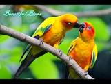 #beautiful birds