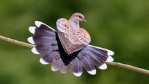 #beautiful#beautiful birds
