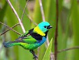 #beautiful birds#