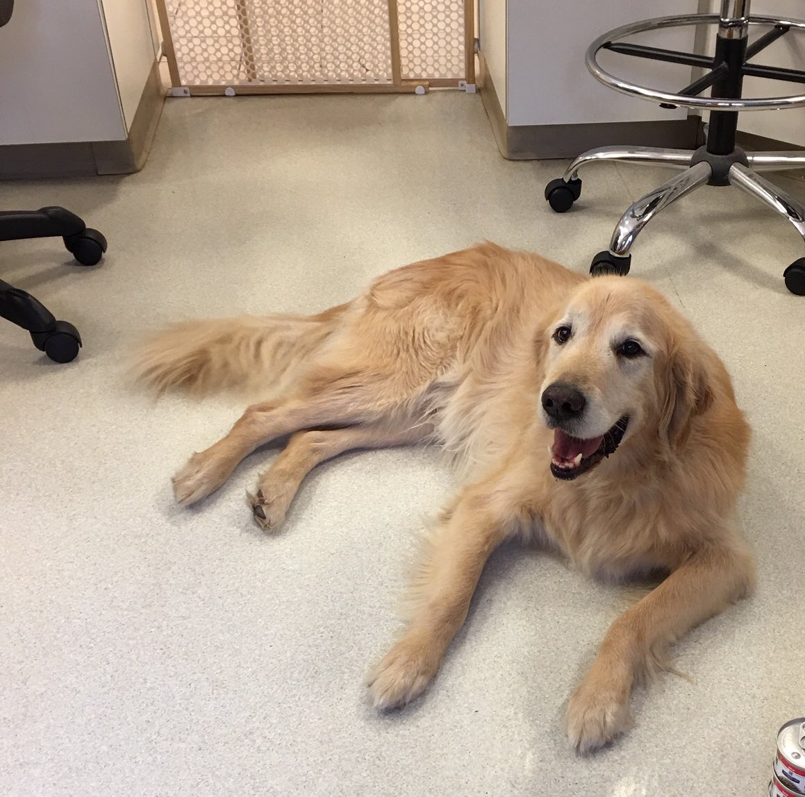 MayfairVet's tweet photo. Jett, thank you for helping at the front desk today! Enjoying our boarders in the kennel this weekend! @MayfairVet @Alexis14Adams #CaryNC https://t.co/R2Z21BoeW7