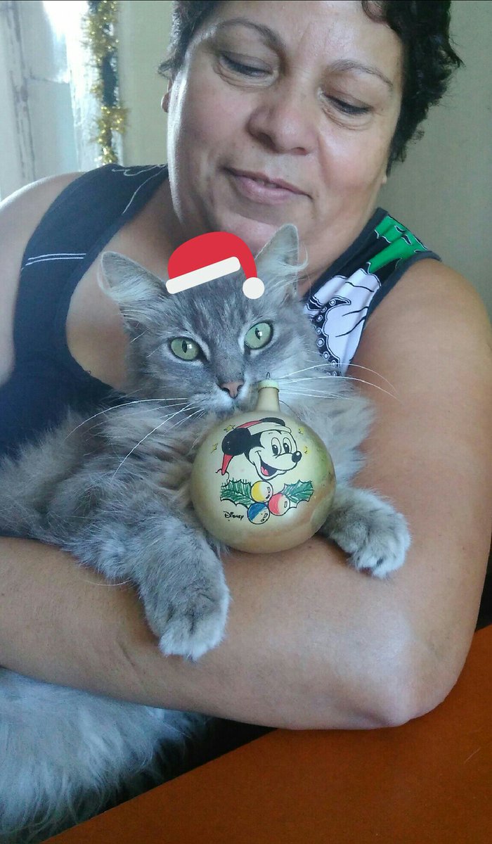 92Patrick's tweet photo. #euemeugatoJa 
Mimosa em clima de natal Onilda rio grande, rio grande do sul https://t.co/pPqeA9tL6x