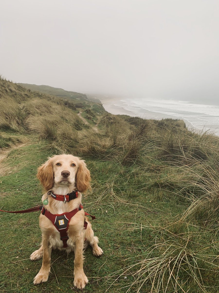 Papps7's tweet image. #PawsOnThePath Barley boy enjoying the South West Coast path at Gwithian.