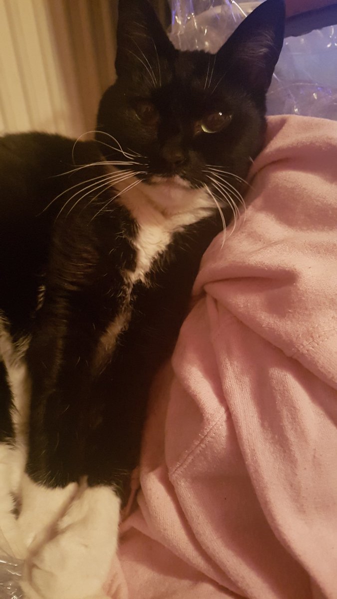 GoddessKlaus's tweet photo. I have stolen a hoodie and furred all over it.
Kind of makes up for the continuing lack of tree.... 😹😹😹
#RuleTheWorld #Caturday #catsoftwitter https://t.co/S4bP05t84k