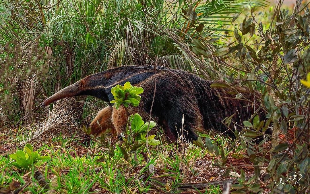 institutojurumi's tweet photo. #MuralTamandua @sdmdiving #GiantAnteater One of the privileges of my career was encountering these beauties in the wild. A dream come true. Next season when we return with a group, I am hoping we find a mom with a baby on her back. #wildlifegoals #wildlifeexpeditions #wildlife https://t.co/IYuQcKLH6z