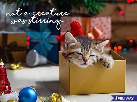 Twas the last #Caturday before Christmas...