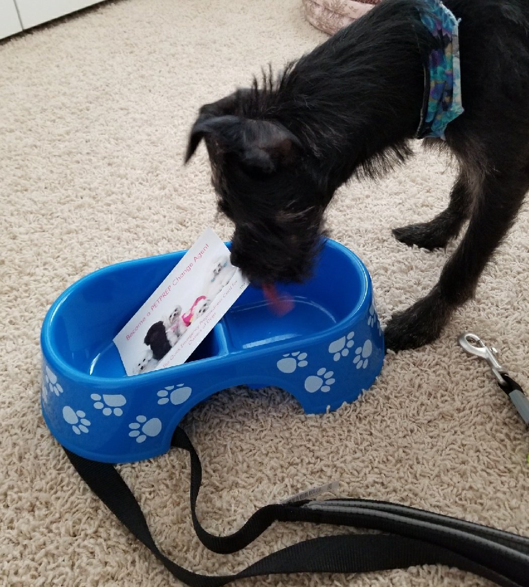 PetPreparedness's tweet photo. Franki's mom stopped by to pick up #AnimalEmergencyPreparedness items for their truck and decided to surprise Franki early this Christmas pawliday season with a little something special from @PetPreparedness. #12DoG https://t.co/awxBVY1KCP