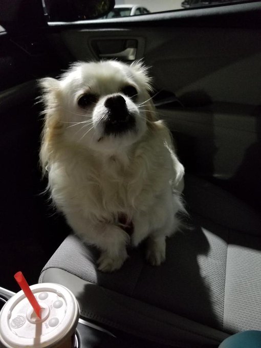 Me: who wants to go for a ride? Hudson: Me! Me! I do I do! https://t.co/68V6oo78Ew<a href="/tag/footworship"class="tags"><span>#footworship</span></a>