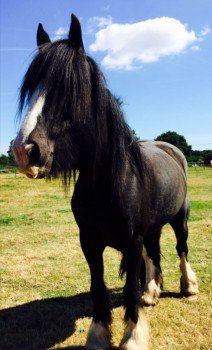 MissingPetsGB's tweet photo. 🐎🐎 STILL #MISSING male horses Toby and Barney have been #stolen From a paddock in #Swanmore #SO32 on 17th November
They are still #missing. Please RT
#hampshire https://t.co/kSjazzAcrh