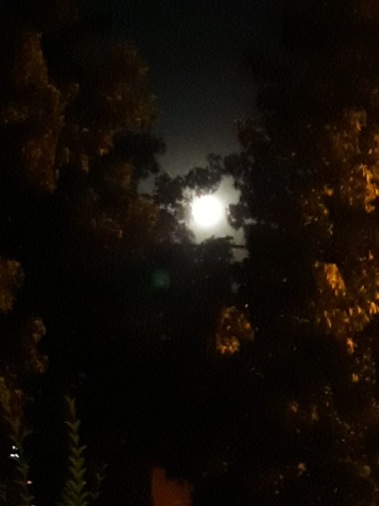EmiCagnacci's tweet photo. #Luna en @prensaExdlaCruz #ParqueSakura https://t.co/bKnOzZuKtd