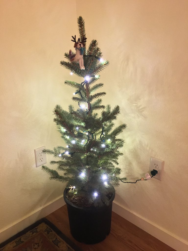 ColinStelma's tweet photo. Joy and I got our little Christmas tree. ❤️ @joyartsy https://t.co/S9ZQN92AZR