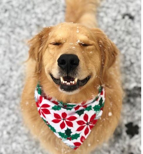 GoldretrieverUS's tweet photo. He's dreaming of a white Christmas. A snowy nose is dog perfection!
#Christmasweekend
#Justtheweekend
(Bandanajax IG)
Jax is a new fren of the Golden Retriever Channel. Thanks to his Mom https://t.co/fmmE5ro8Mp