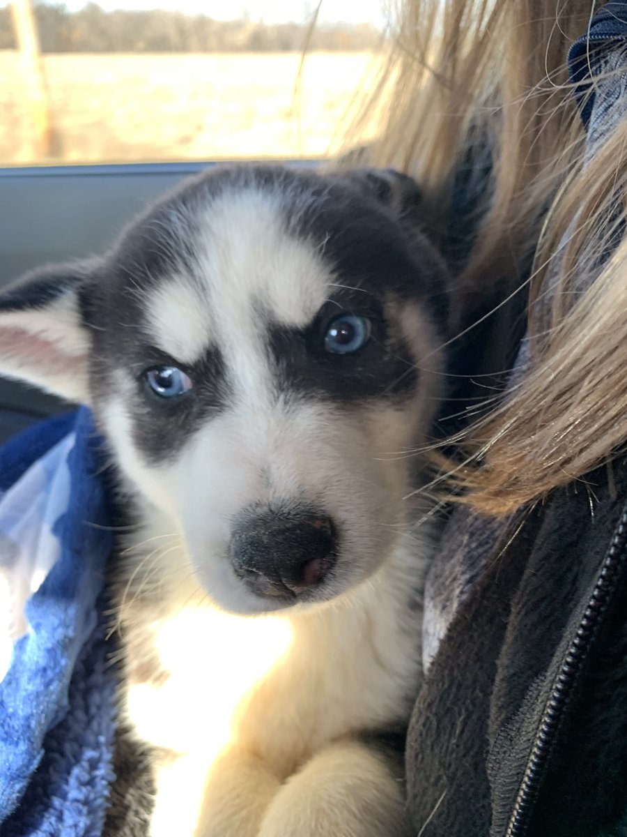 allison_haddock's tweet photo. Meet Breck! https://t.co/8iurutb7ad