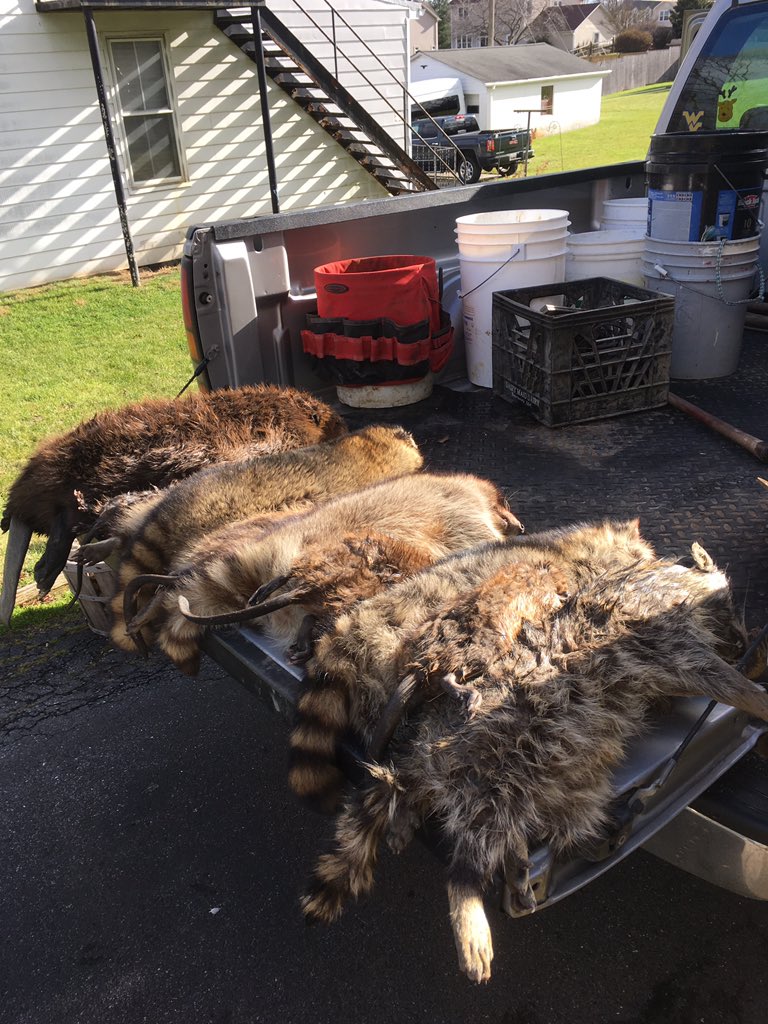 Bigmeat2219's tweet photo. Decent night, 4 big coon, 52lb beaver and 4 muskrats https://t.co/lxt8EKnLWC