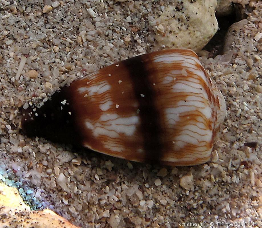 DORIS - biologie scuba tweet media