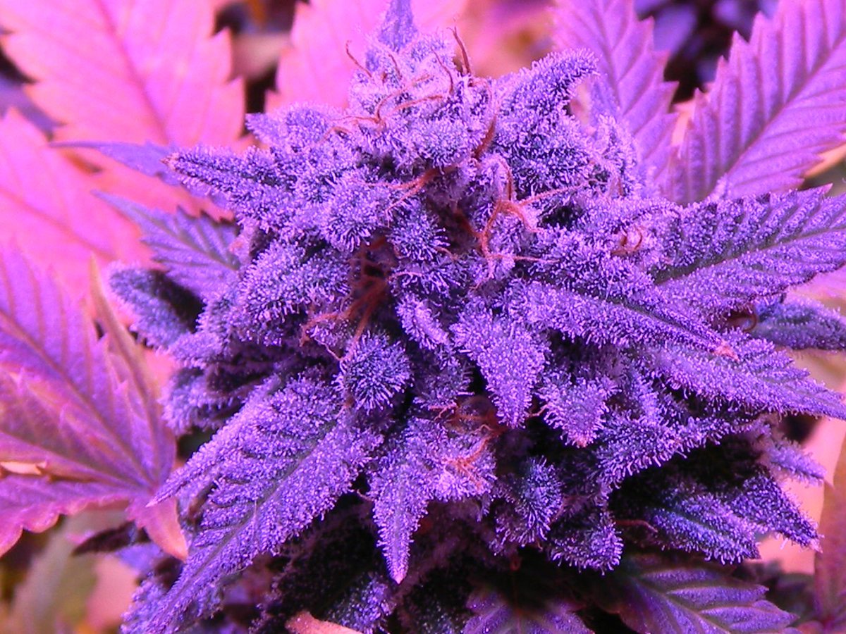 фиолетовый цвет марихуаны