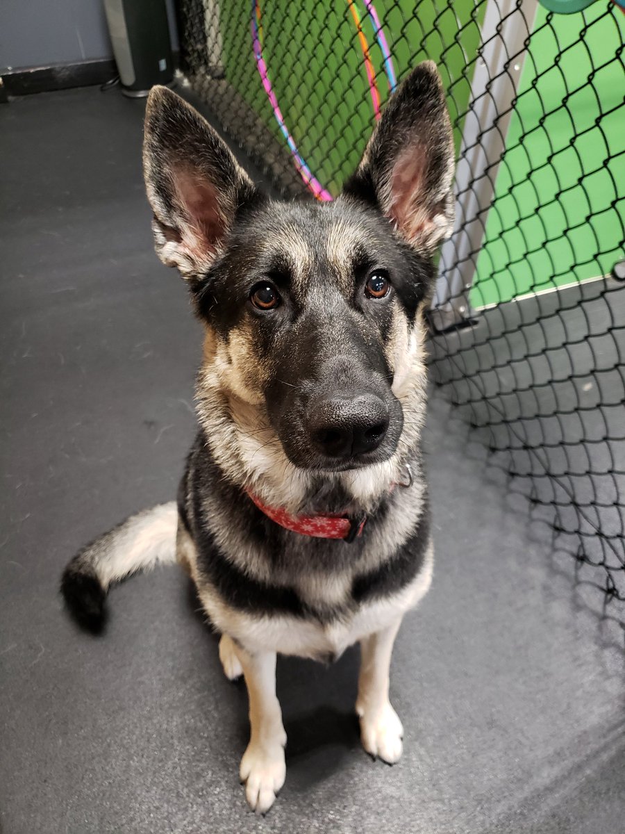 Gsdmom Hashtag On Twitter