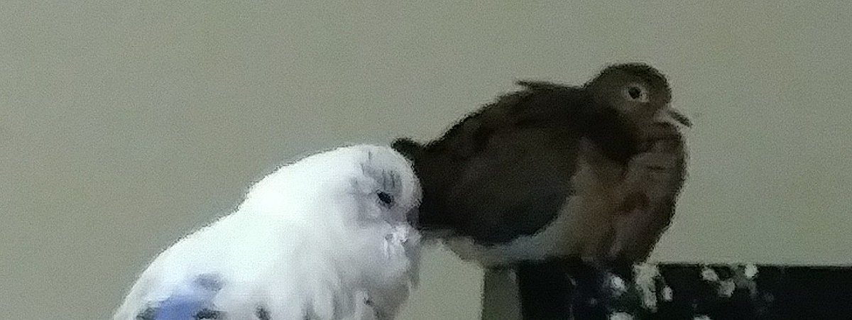 Autistic Cryptid My Birds Reanacting Scenes Of Qrow And Winter From Rwby Rwby Mybirbs Birbs