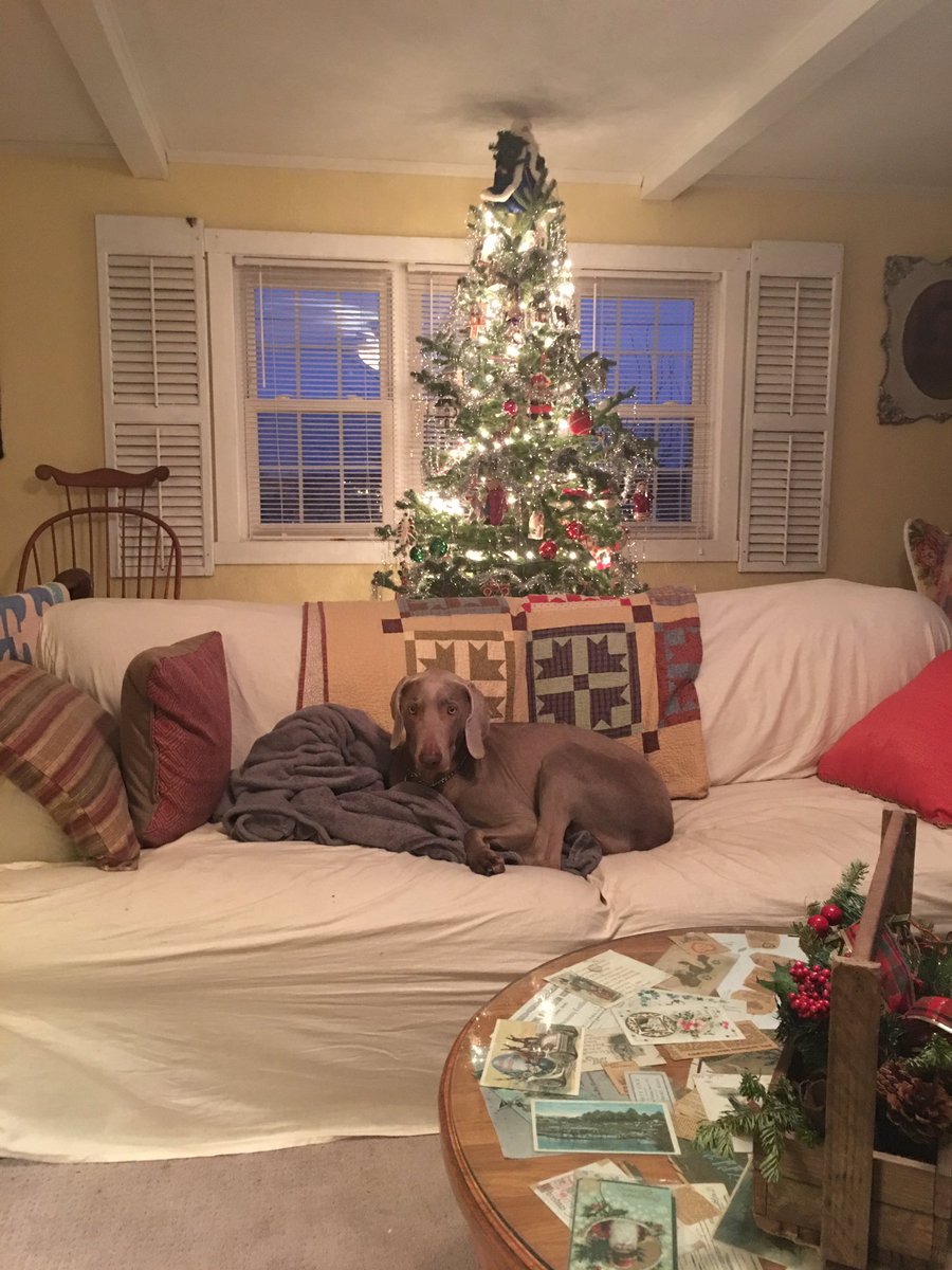 Baseballblahs's tweet photo. @TeganNoxWWE_  she’s guarding the tree but wanted to say Merry Christmas to her favorite wrestler! https://t.co/k1VNaQsN57