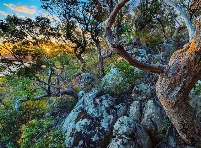 Sunset through the trees at the end of a day in the magnificent Tasmanian wilderness #threecapestrack #sky_sultans #bns_nature #aussie_images #australiagram #wow_australia2018 #rawaustralia bit.ly/2EL8PdL