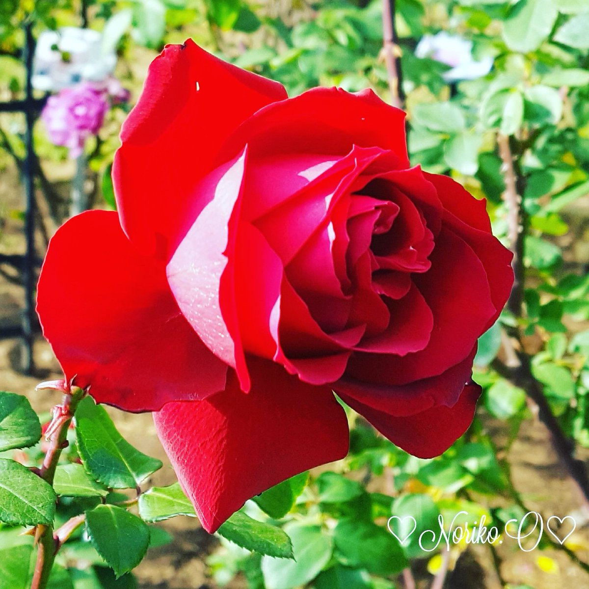 Nonno2200's tweet photo. #おはよう 
#goodmorning 
#写真好きな人と繋がりたい
#ファインダー越しの私の世界 
#roses 
#薔薇 
#flowers 
#flowerlovers
#flowerlife 
#花 
#花のある生活 
#お花と過ごす時間 
#2018december
#12月
#師走
#japan 
#今日の一枚 
#ガーデニング 
#冬支度
#winter https://t.co/dRSAGGpjeX