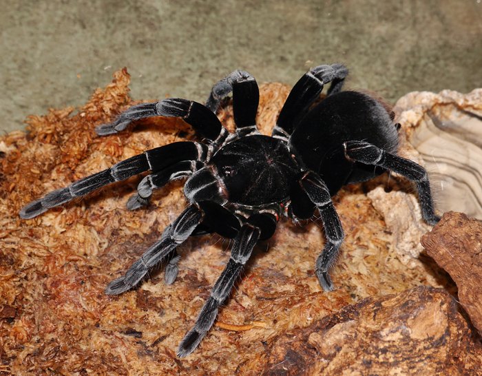 在庫のWC飼い込みボリビアンスティーリーブルー Pamphobeteus antinous