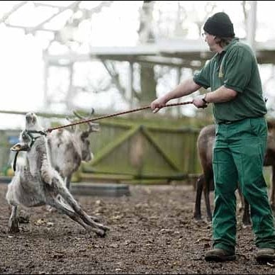 Just a quick reminder for those who still don't know the difference. PD: The last pic shows how they are trained to be a 'santa's reeinder'. #veganchristmas