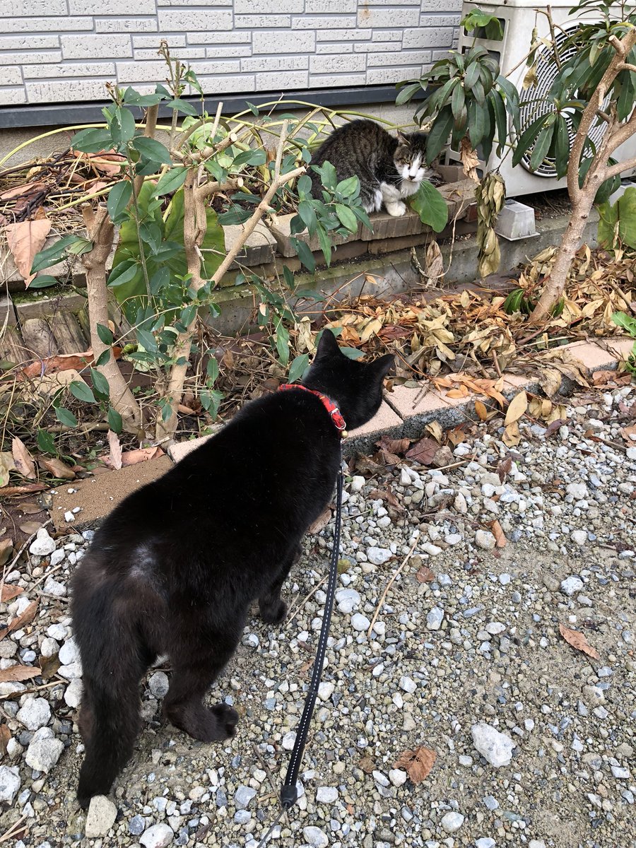 Chittybangbang16 この年末に 負けないで 暖かい朝の散歩で お友達の猫ちゃんに 喧嘩を売ってます 睨み合って 唸りあげて それでも やっぱり取っ組み合いは 避けちゃいました なんだか この子とは 睨み合うだけなのです キキちゃん朝の散歩 Chittybangbang16 この年末に 負けないで 暖かい朝の散歩で お友達の猫ちゃんに 喧嘩を売ってます 睨み合って 唸りあげて それでも やっぱり取っ組み合いは 避けちゃいました なんだか この子とは 睨み合うだけなのです キキちゃん朝の散歩