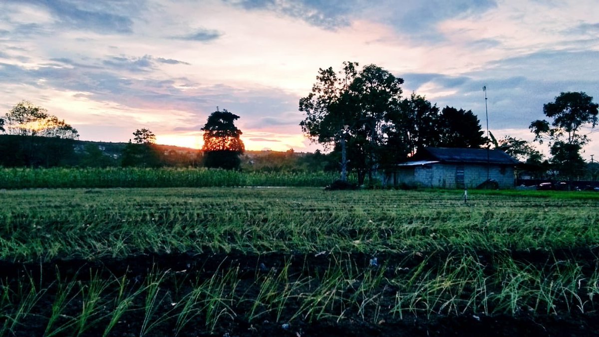Agro Food Plantation Business على تويتر Dan Dialah Yang Menurunkan Air Hujan Dari Langit Lalu Allah Tumbuhkan Dengan Air Itu Segala Macam Tumbuh Tumbuhan 6 99 Allah Swt Berfirman Wa Annahuu Huwa Aghnaa