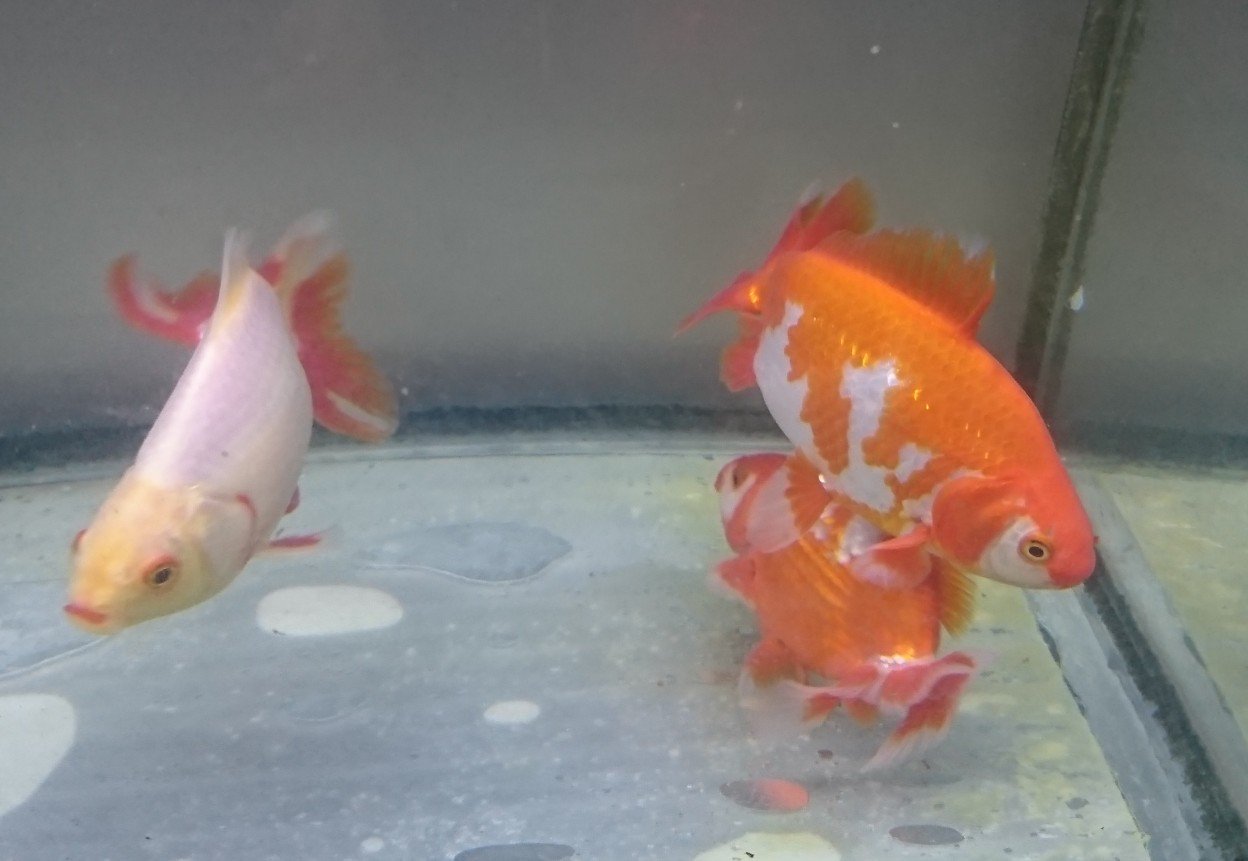 金魚 オス同士 追いかける 金魚 オス同士 追いかける