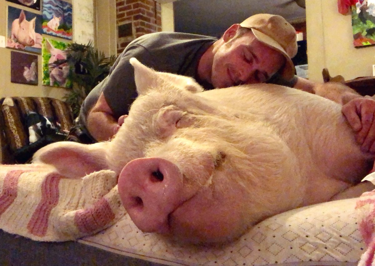 I wish every pig knew what it was like to be loved by a human.