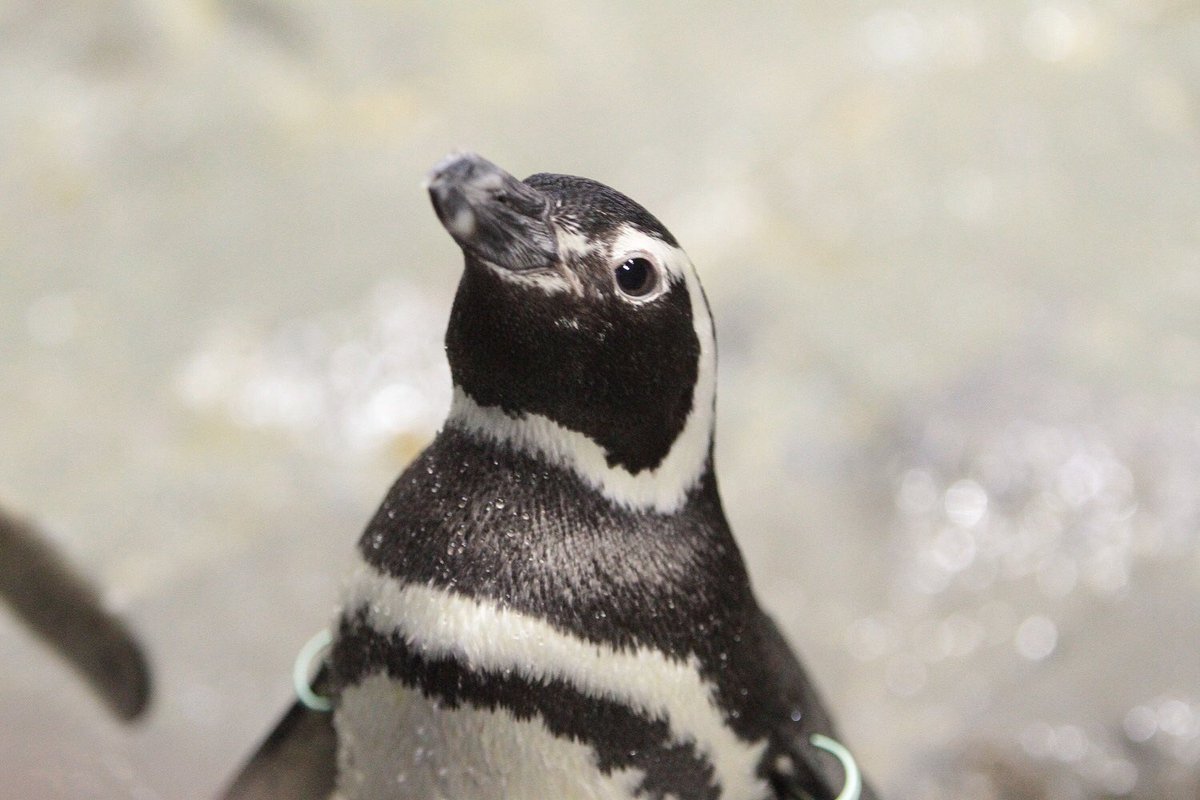 すみだ水族館 公式 上目遣いのあんこです さすが美少女ペンギン 自分をわかってます 恋人はペンギン ペンギン クリスマス すみだ水族館