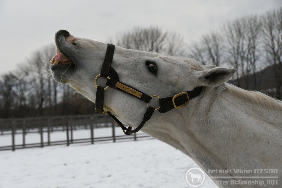 フレーメン連発シップ( ^ω^ ) 撮影：2018年12月23日 #ゴールドシップ