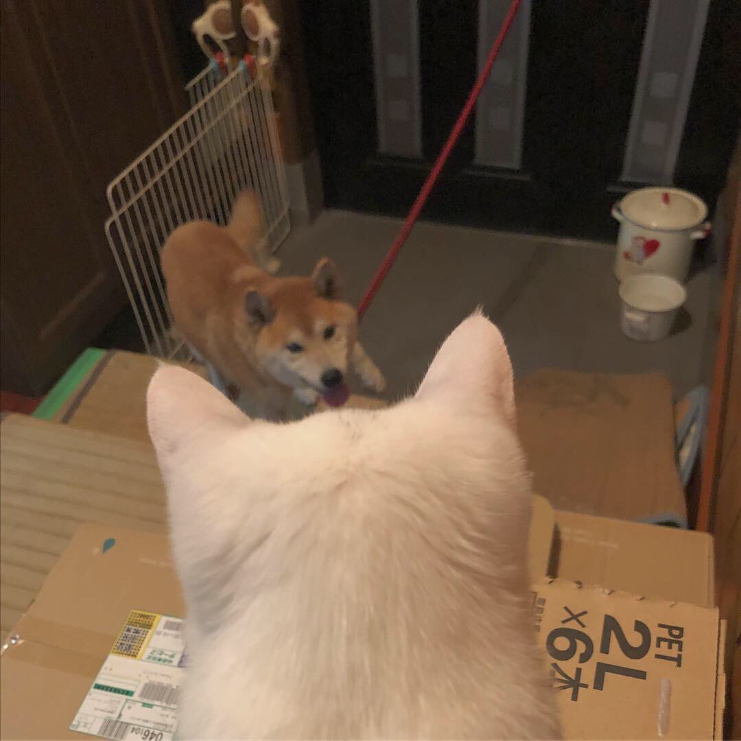 ytna623's tweet photo. 猫と犬
かうわたし https://t.co/Ekjer5q4Hy