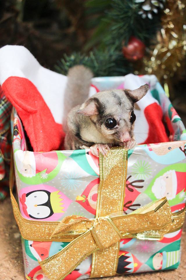 RFSKuranda's tweet photo. 'Twas two nights before Christmas, when all through the house
Not a creature was stirring, not even a mouse". Well..apart from Jub-Jub, who decided she was far cuter than anything under our xmas tree! ππ
**2 days until Christmas** #fluffmas
@CairnsGBR @Queensland #ExploreTNQ https://t.co/7ogCT4fceL