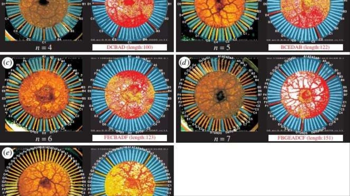 gethfeed's tweet image. Did you ever think an Amoeba-based Computer could solve Computer Science's travelling salesman problem? Read on: motherboard.vice.com/en_us/article/…

#ComputerScience #Amoeba #travellingsalesman #math