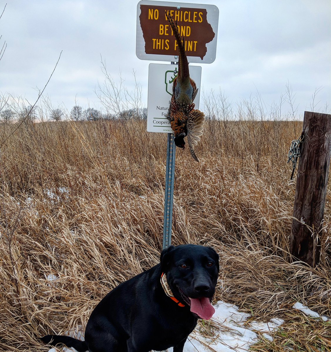 Swenson_Tyler70's tweet photo. Trudy had a good walk today and is finally tired after not getting out last weekend. Saw more wild flushes for a late afternoon walk. @pheasants4ever #pheasants #labradorretriever #labphotooftheday https://t.co/BaRxgeK39e