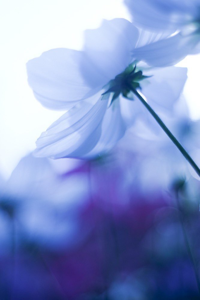 70以上 待ち受け 画面 花 ただ素晴らしい花