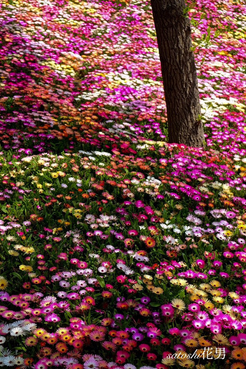 花男 Flower Man 待ち受けにどうですか 使いたいのが有ればお使い下さい 笑 待ち受け画面 花 Flower Iphone