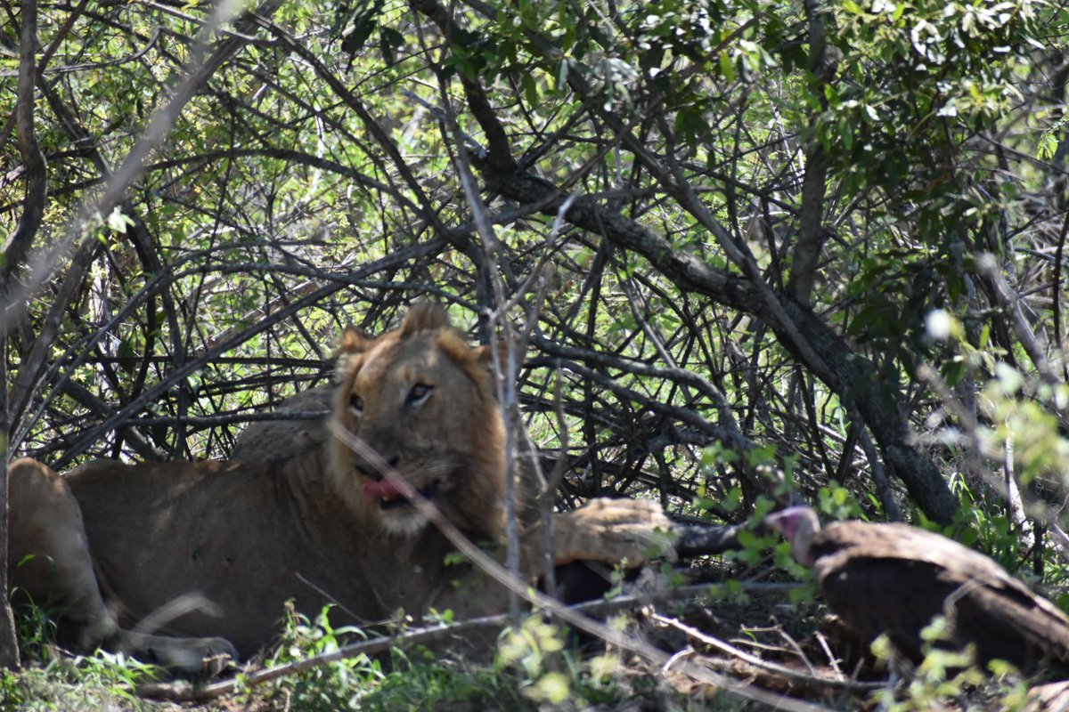 GnGJourneys's tweet photo. #liplick #Sundayvibes #lunchtime  @KrugerNews @GnGJourneys  #lionheart #safariwithus https://t.co/MIRKK96ynN