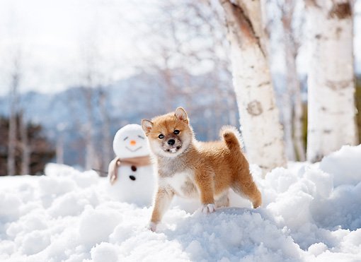 wewoongwewoong's tweet photo. ♡ㅡMonthly Keywordㅡ♡                        
     December : Winter              
     (@keepit_hodken)      

OS: Happy Forest (Brown Bear with Mameshiba and Friends)
Link: https://t.co/wANvAlPFFj

#ดงเคน #ดงเคนเดือนนี้ https://t.co/eLlPt2DU30