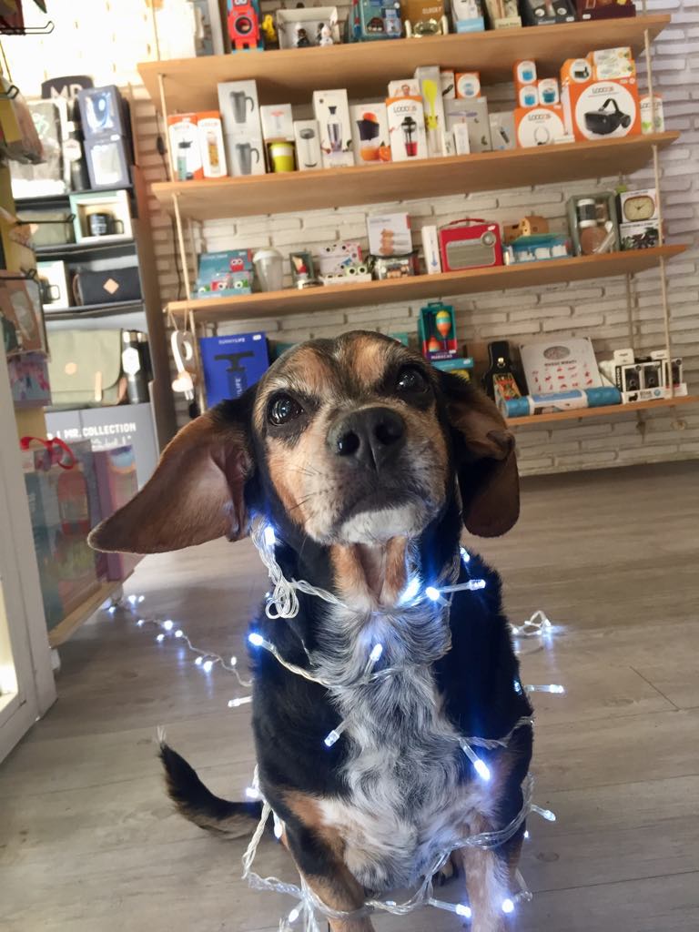 SUBURBIAREGALOS's tweet photo. Pues aquí, liadas con las Navidades. Podéis venir a vernos (tenemos Marie Brizard) https://t.co/pt81wz4ICT